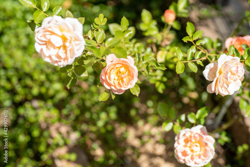 flowers in the garden
