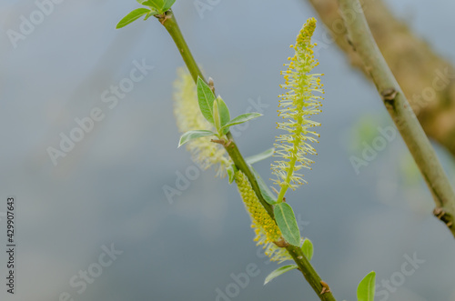  Poplar tree flowers over the water of the Danube river.
