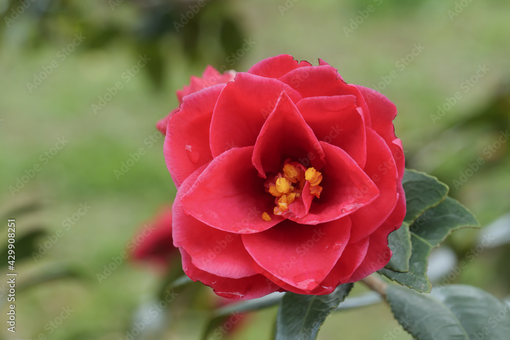 Red camellia with water droplets on the petals after rain.