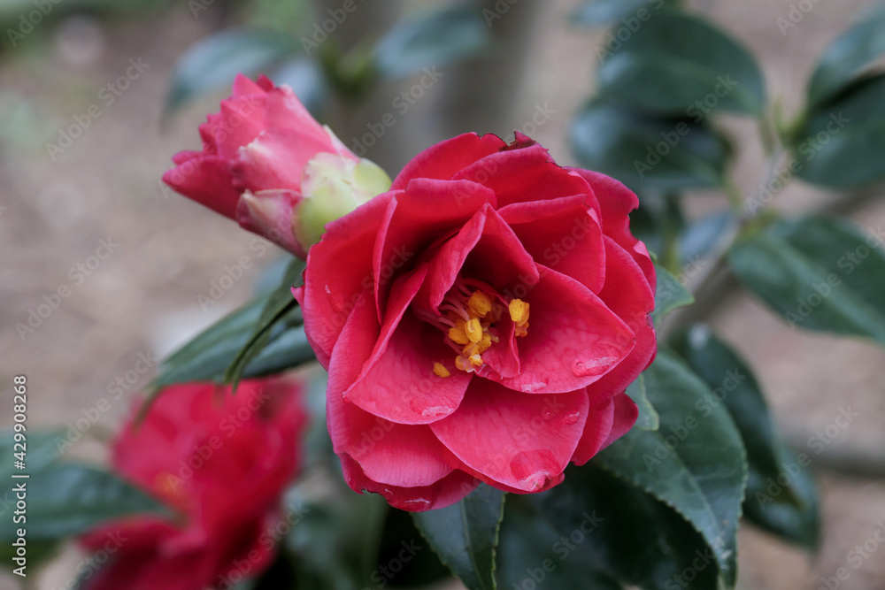 Red camellia with water droplets on the petals after rain.