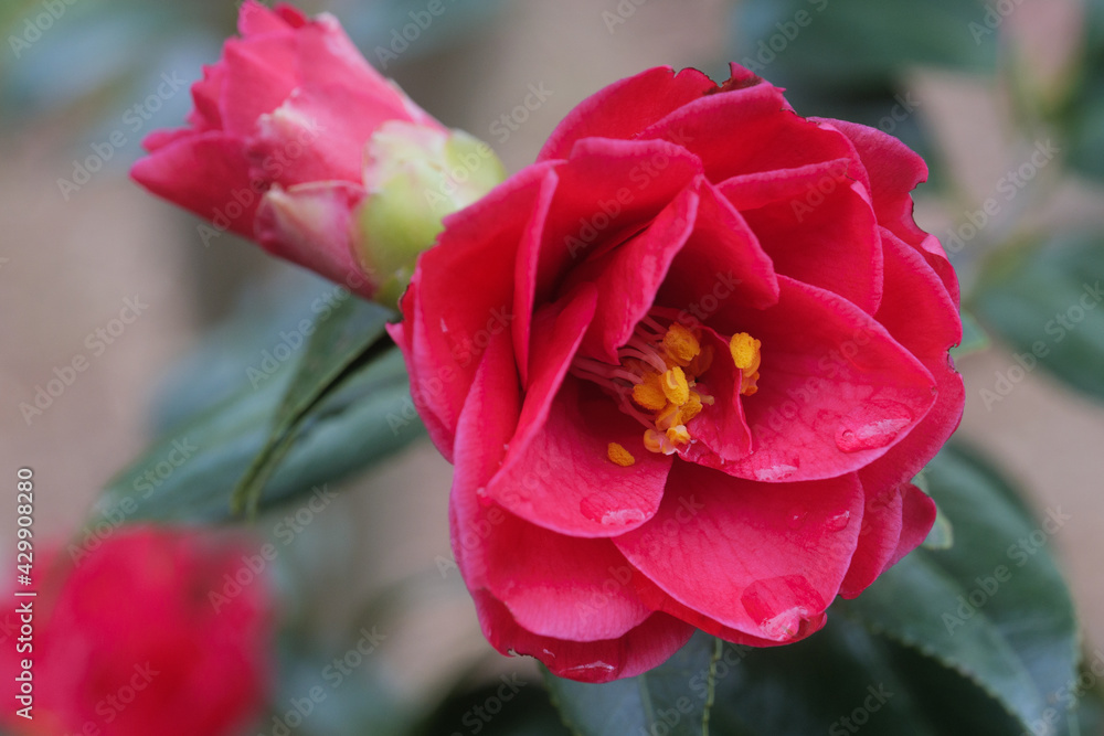 Red camellia with water droplets on the petals after rain.