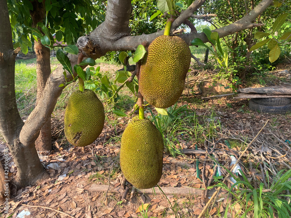 Jackfruit fruit Stuck on the jackfruit tree is a natural image If it is