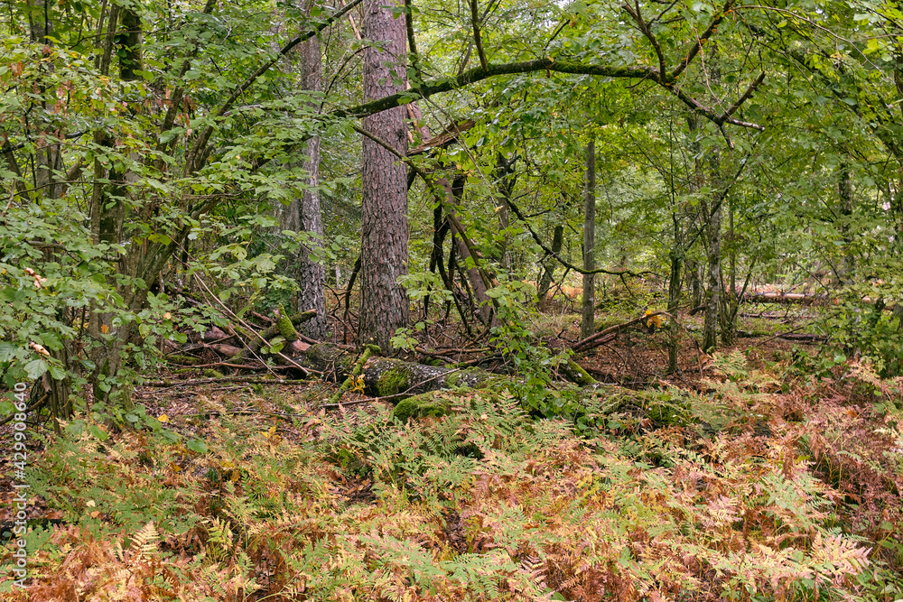 Old mixed tree stand with hazelnut tree and ferns under Old mixed tree stand with hazelnut tree and ferns under