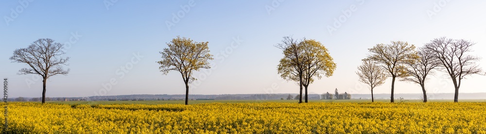 Brassica napus, flowering field of rapeseed, row of trees hills in the background Brassica napus, flowering field of rapeseed, row of trees hills in the background