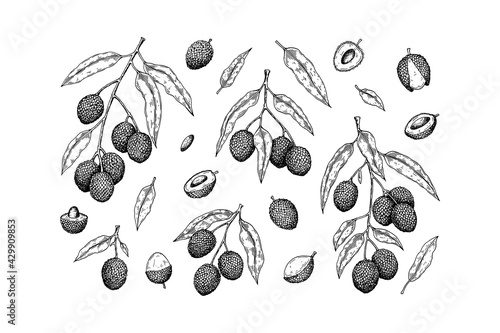 Billede på lærred Set of hand drawn lychee fruits, branches and leaves isolated on white background