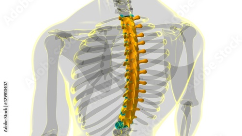 Human Skeleton Vertebral Column Thoracic Vertebrae Anatomy