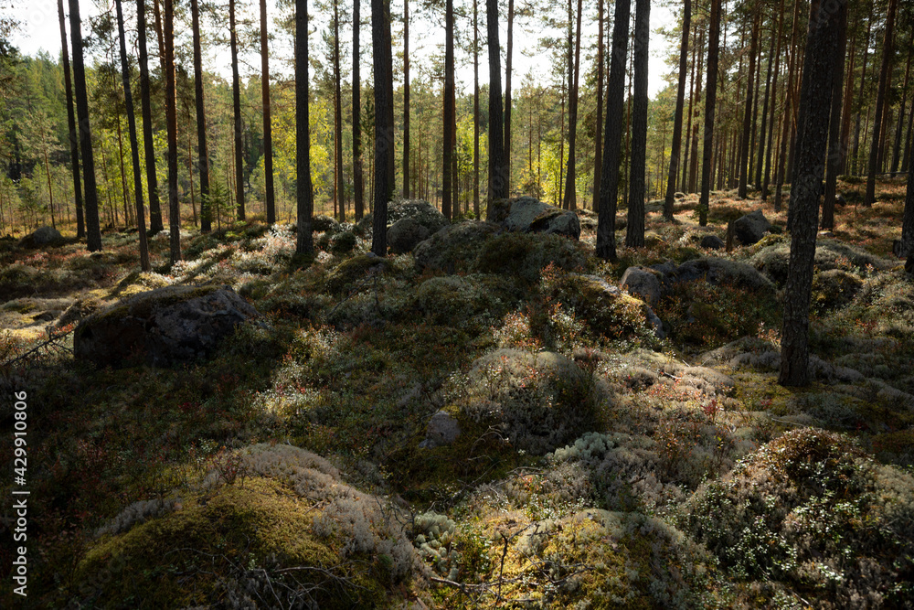 A green dark forrest in the shade with trees A green dark forrest in the shade with trees