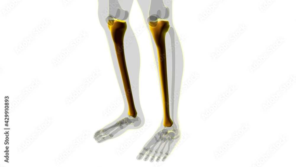 Human skeleton anatomy Tibia Bone 3D Rendering Human skeleton anatomy Tibia Bone 3D Rendering