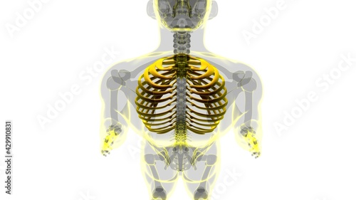 Human skeleton anatomy Rib Cage 3D Rendering