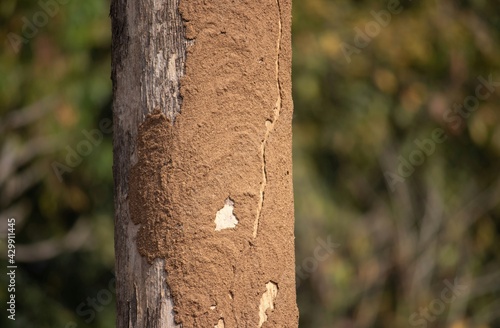 White Termite House or Colony Destroying or Decaying A Tree