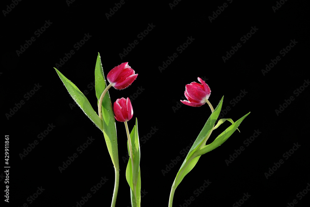 Red Tulips on a Black Background with Green Stems and Leaves Red Tulips on a Black Background with Green Stems and Leaves