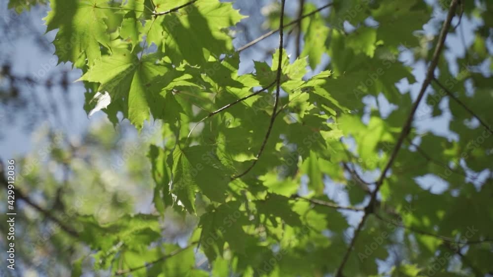 Maple leaves. Maple canopy, selective focus, close up. Slow motion 100fps Maple leaves. Maple canopy, selective focus, close up. Slow motion 100fps