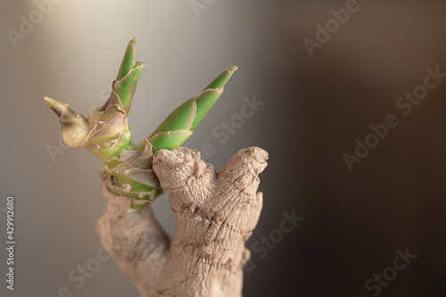 Dry light brown yellow wrinkled ginger root sprouted in small green sprouts against a warm bokeh background. Macro