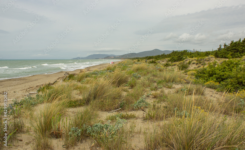 Mediterranean seascape. Free beach with flowery dune near Castiglione della Pescaia, Italy. Mediterranean plants, dunes, rough seas and hills under the cloudy sky. Vacation concept.