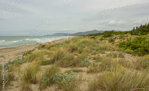 Mediterranean seascape. Free beach with flowery dune near Castiglione della Pescaia, Italy. Mediterranean plants, dunes, rough seas and hills under the cloudy sky. Vacation concept.
