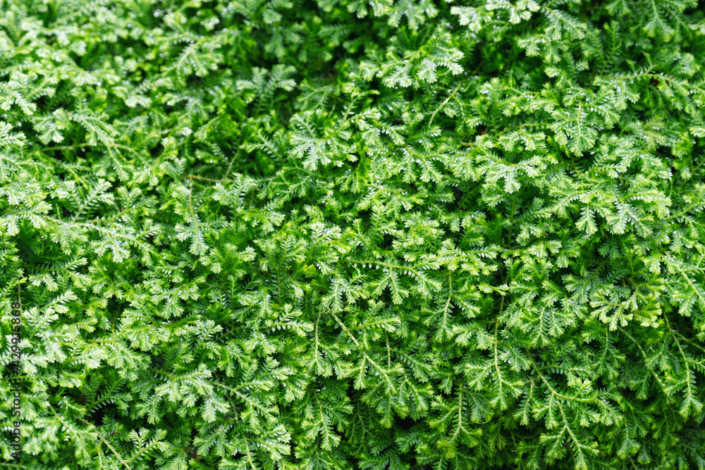 Closeup image of Selaginella spp. fern or Spike Moss in the garden Closeup image of Selaginella spp. fern or Spike Moss in the garden