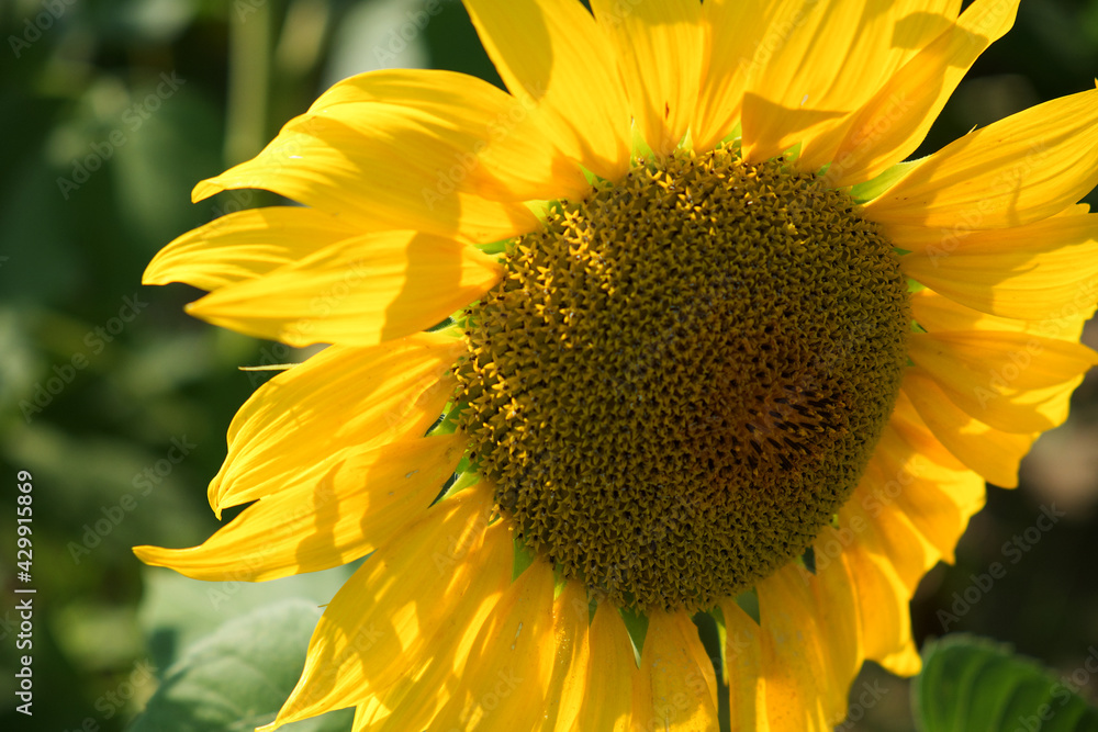 Naklejka premium Single sunflower flower on a blurred background, close-up.