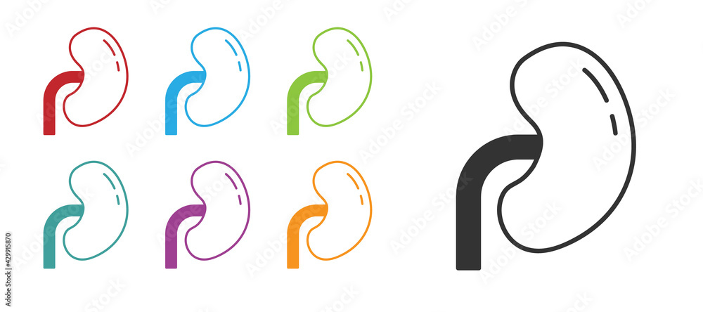 Black Human kidney icon isolated on white background. Set icons colorful. Vector Black Human kidney icon isolated on white background. Set icons colorful. Vector