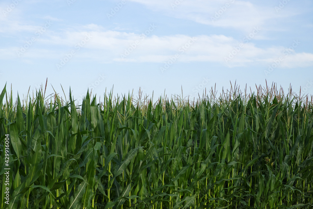 Plants of corn on a farm field under a blue sky. Agricultural landscape. Plants of corn on a farm field under a blue sky. Agricultural landscape.