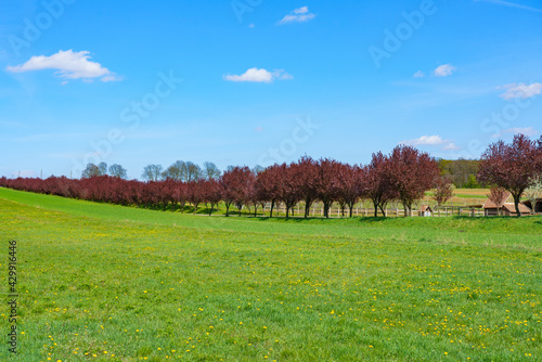 sring landscape with trees photo
