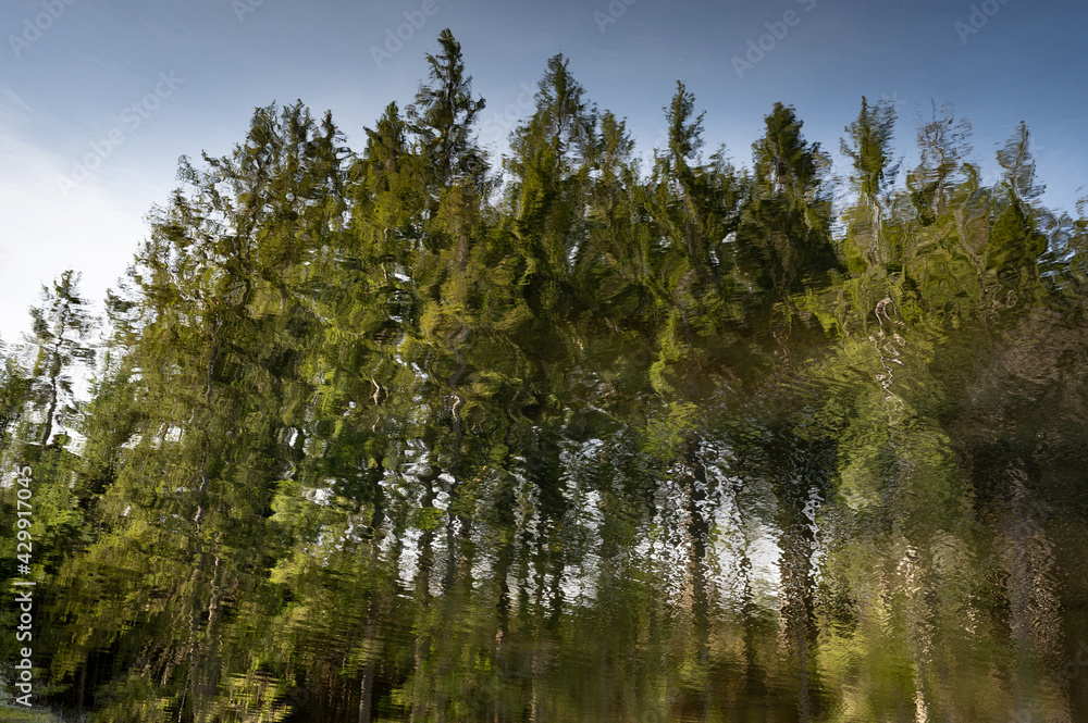 Wald spiegelt im Seewasser