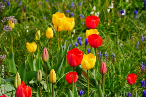 colorful flower meadow in spring with red yellow blue pink flowers especially tulips