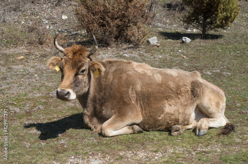 Resting brown cow on the meadow in Bulgaria