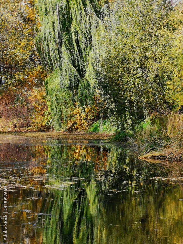 Fototapeta premium autumn in the forest