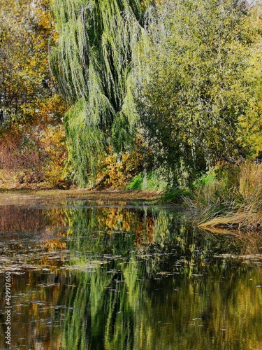 autumn in the forest