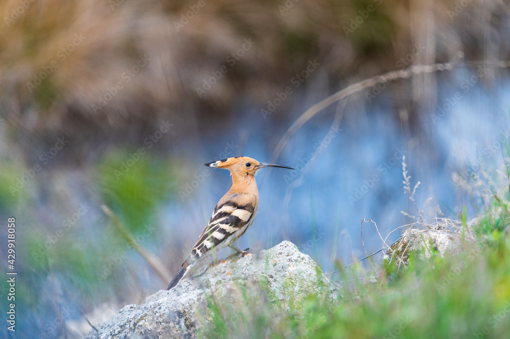 Eurasien Hoopoe (Upupa epops)