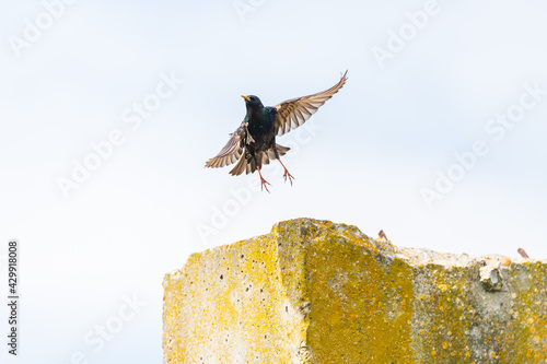 European starling (Sturnus vulgaris) taking off