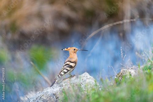 Obraz na płótnie Eurasien Hoopoe (Upupa epops) w salonie