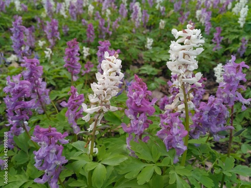 flowers in the forest