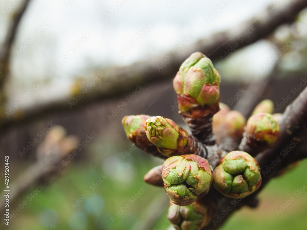 Spring tree twig close-up. First leaves and buds. Natural background. Place for your text. Spring tree twig close-up. First leaves and buds. Natural background. Place for your text.