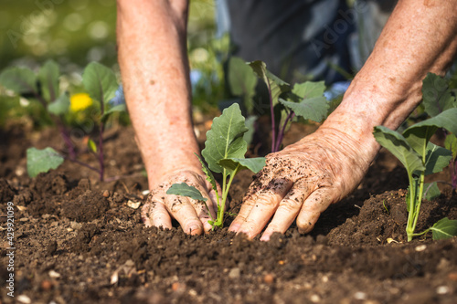 Planting kohlrabi seedling in organic garden. Gardening at spring. Farmer hands working in vegetable bed