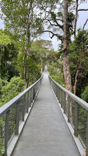 bridge in the forest