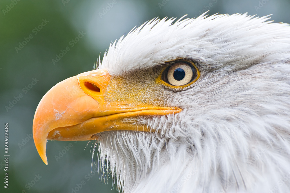 Weißkopfseeadler (Haliaeetus leucocephalus) - Portrait Weißkopfseeadler (Haliaeetus leucocephalus) - Portrait