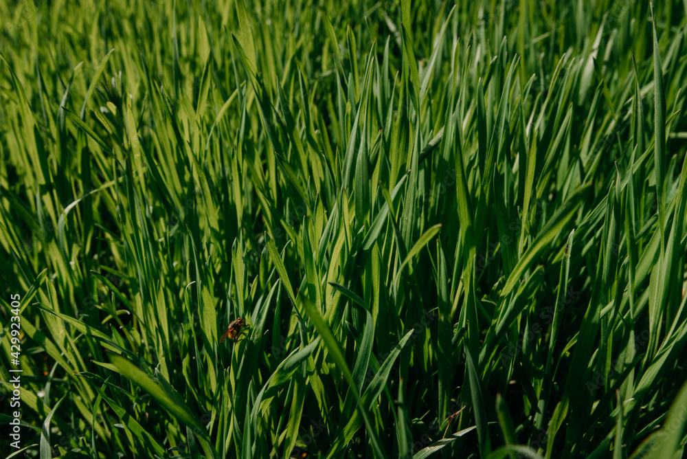 Obraz premium Green grass background. Green Grass Texture Green Grass Texture With Field. a bee in the grass