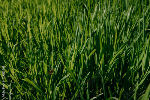 Green grass background. Green Grass Texture Green Grass Texture With Field. a bee in the grass