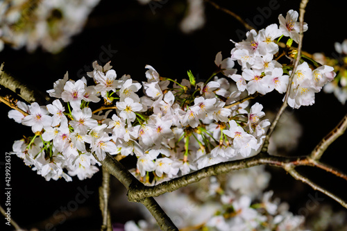 夜桜 photo