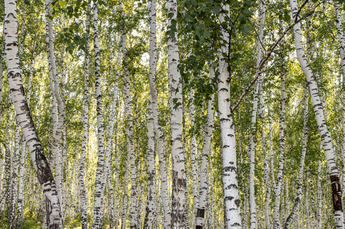 Horizontal photo of a group of young white birch trees with green foliage is against the blurred background in the forest in sunny summer day