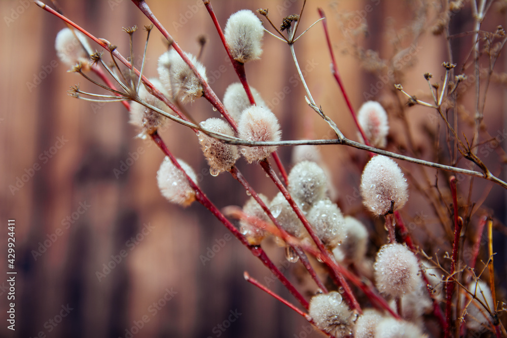 spring, willow, flowering, early spring, primroses, tree, bouquet, branch, nature, branches, willow, plant, spring, willow, flowering, early spring, primroses, tree, bouquet, branch, nature, branches, willow, plant,