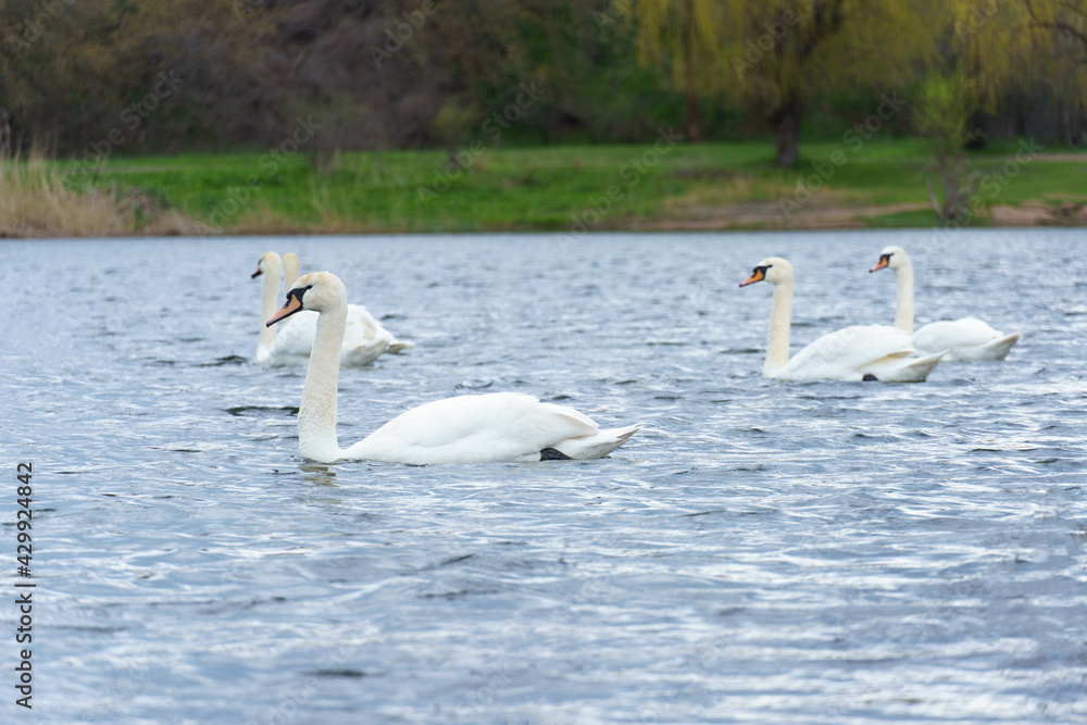 Flock of white swans on the river. Beautiful white birds floating on the water. swans looking for food.