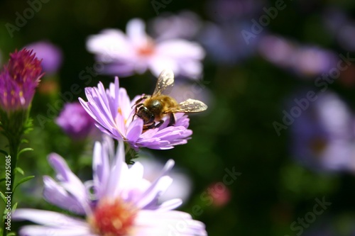 bee on a flower © Aleksandra