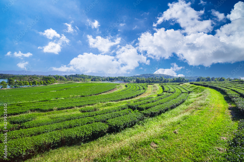 Amazing landscape view of tea plantation.