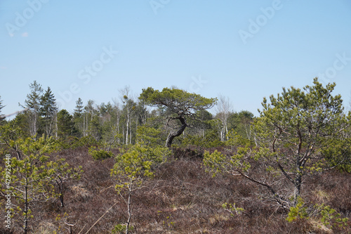 Moorlandschaft Eulenau photo