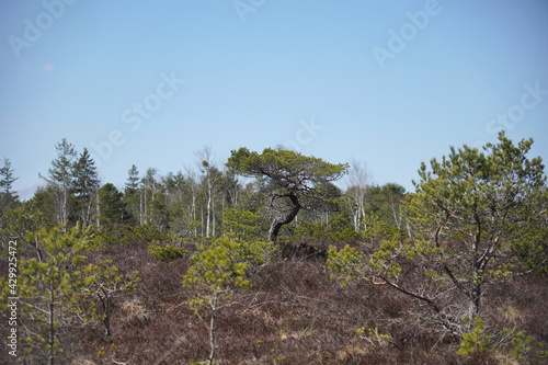 Moorlandschaft Eulenau photo