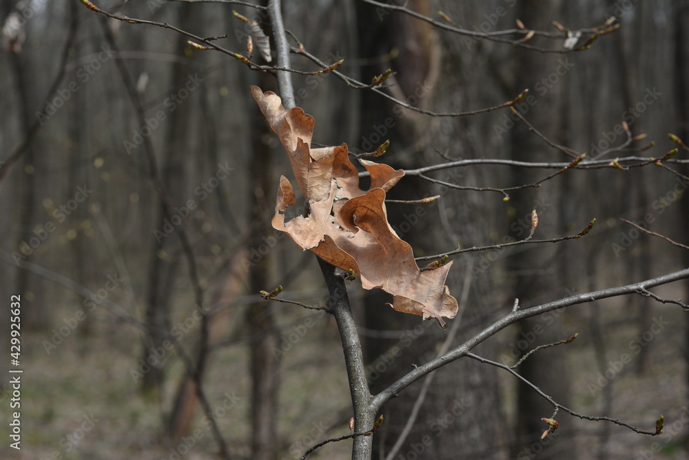 Spring. dry leaf on a branch 