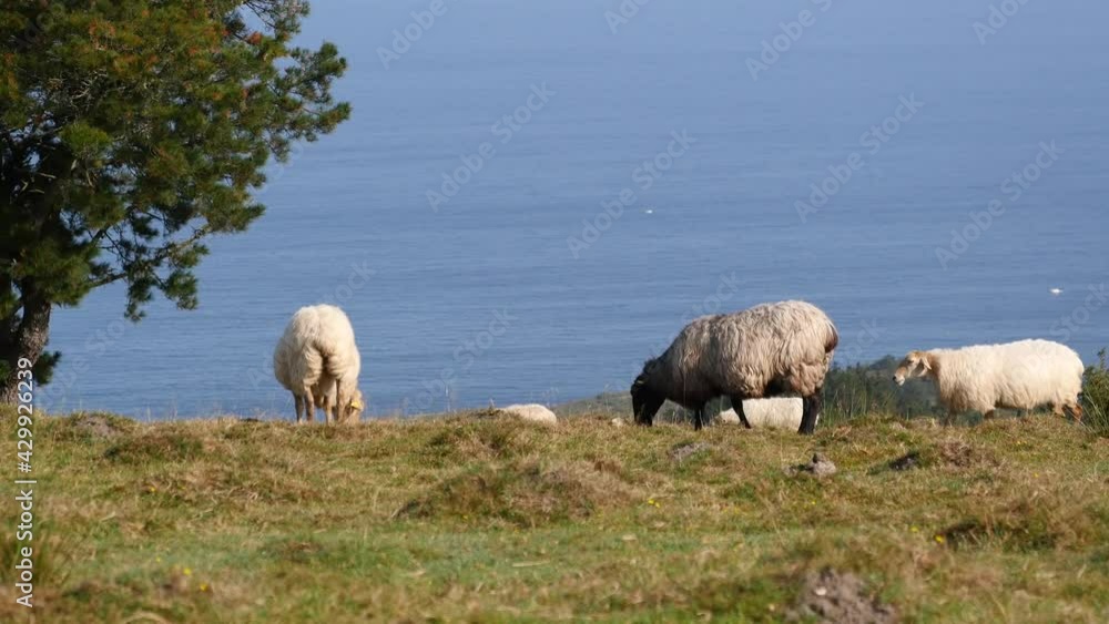 Sheep in the Spanish Basque country near the Atlantic Ocean Sheep in the Spanish Basque country near the Atlantic Ocean