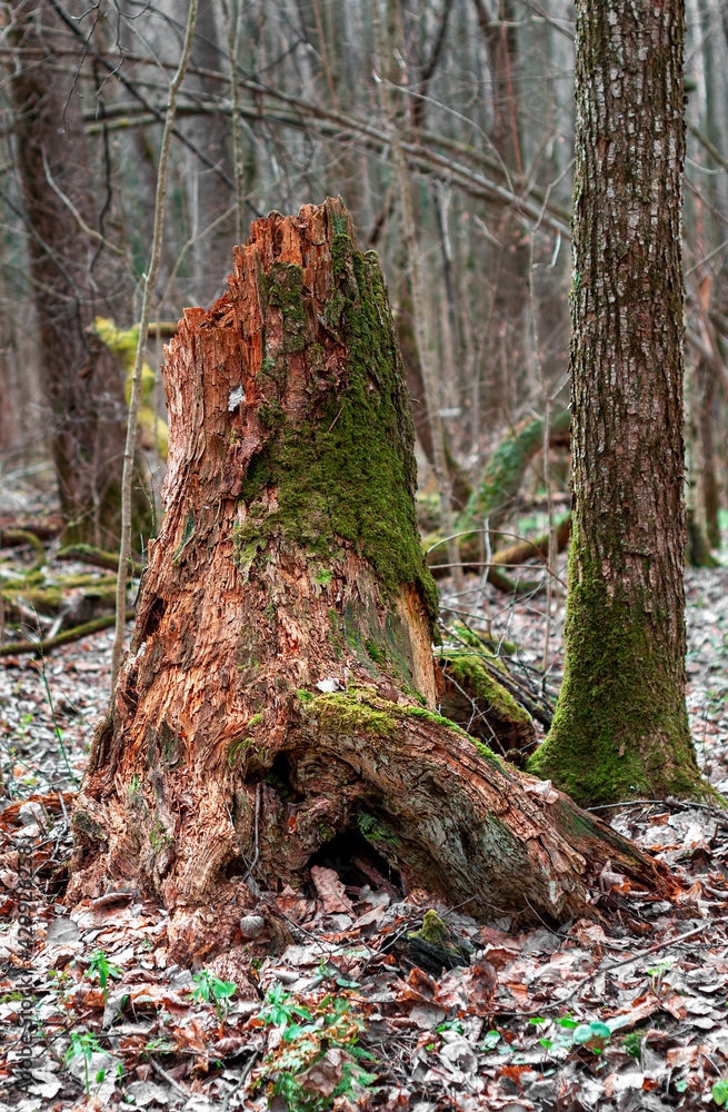 oak stump covered with moss. old dead fallen tree. vertical photo of a tree stump oak stump covered with moss. old dead fallen tree. vertical photo of a tree stump